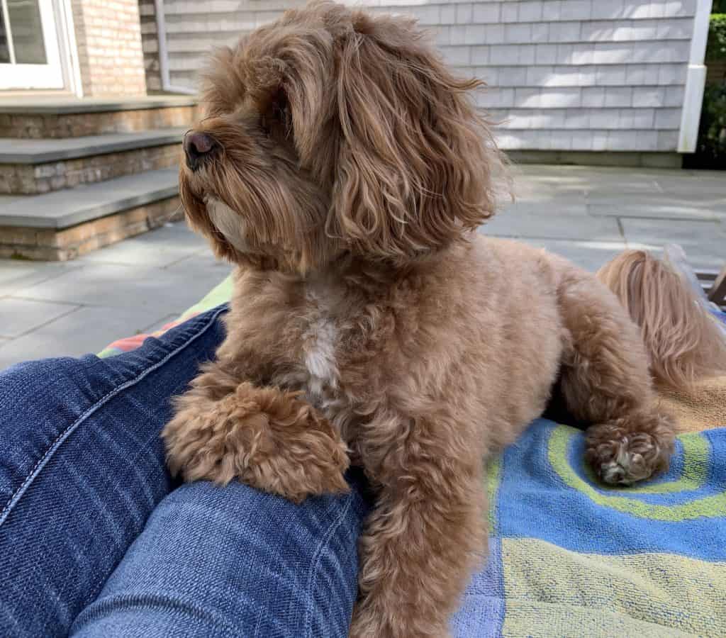 A dog sitting and leaning on a person\'s leg outdoors 