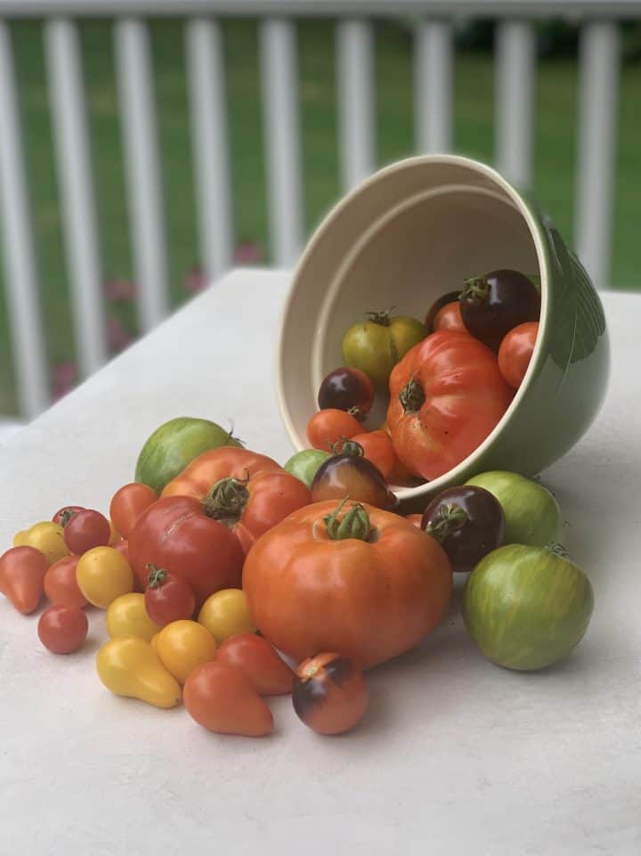 Assorted Garden Tomatoes freshly picked and displayed falling out of a bowl
